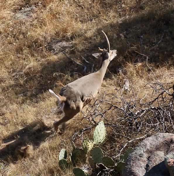 Velvet Antlered Bucks in the Fall